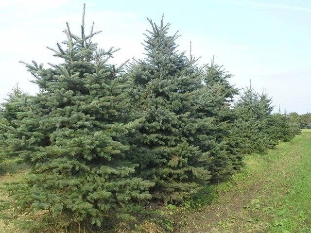 Blauwspar (Picea Pungens 'Glauca') - Afbeelding 3