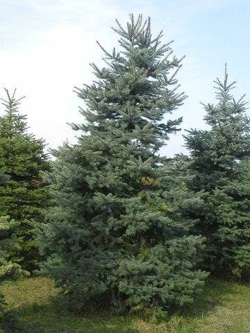 Blauwspar (Picea Pungens 'Glauca') - Afbeelding 4