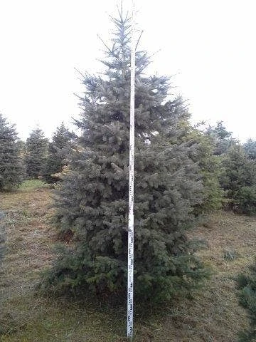 Blauwspar (Picea Pungens 'Glauca') - Afbeelding 6