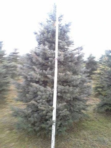 Blauwspar (Picea Pungens 'Glauca') - Afbeelding 7