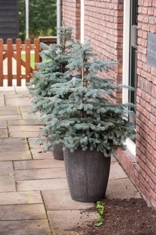 Noorse Blauwspar (Picea Pungens 'Erich Frahm') - Afbeelding 3