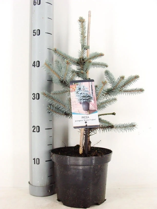 Noorse Blauwspar (Picea Pungens 'Erich Frahm')