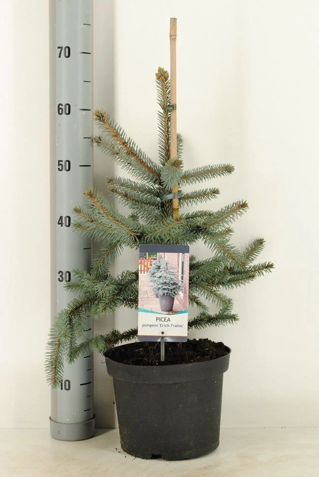 Noorse Blauwspar (Picea Pungens 'Erich Frahm') - Afbeelding 2
