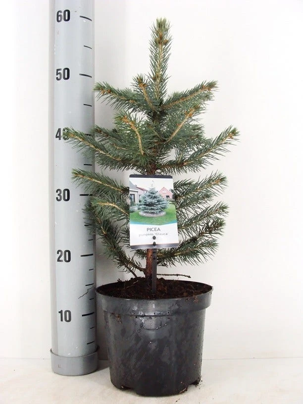 Blauwspar (Picea Pungens 'Glauca') - Afbeelding 5