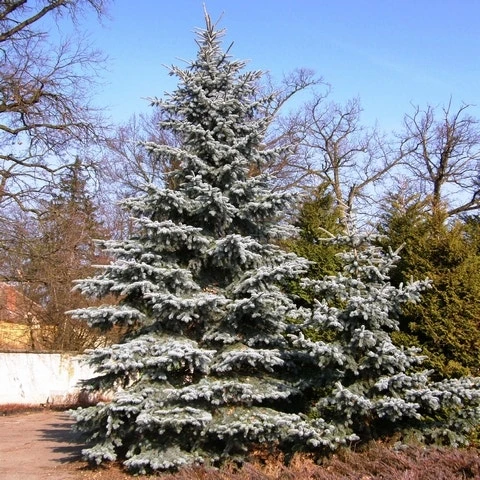Spar (Picea Pungens 'Hoopsii') - Afbeelding 9