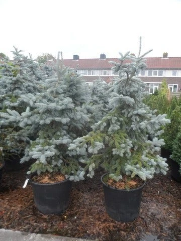 Spar (Picea Pungens 'Hoopsii') - Afbeelding 6