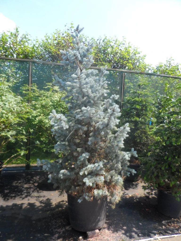 Spar (Picea Pungens 'Hoopsii') - Afbeelding 5