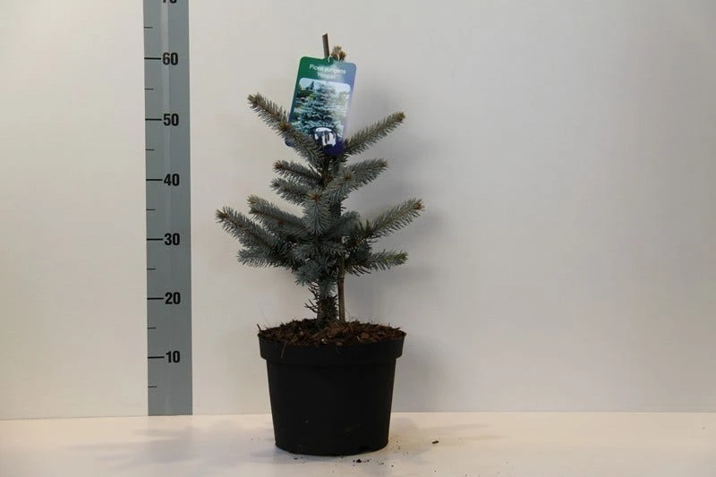 Spar (Picea Pungens 'Hoopsii') - Afbeelding 3