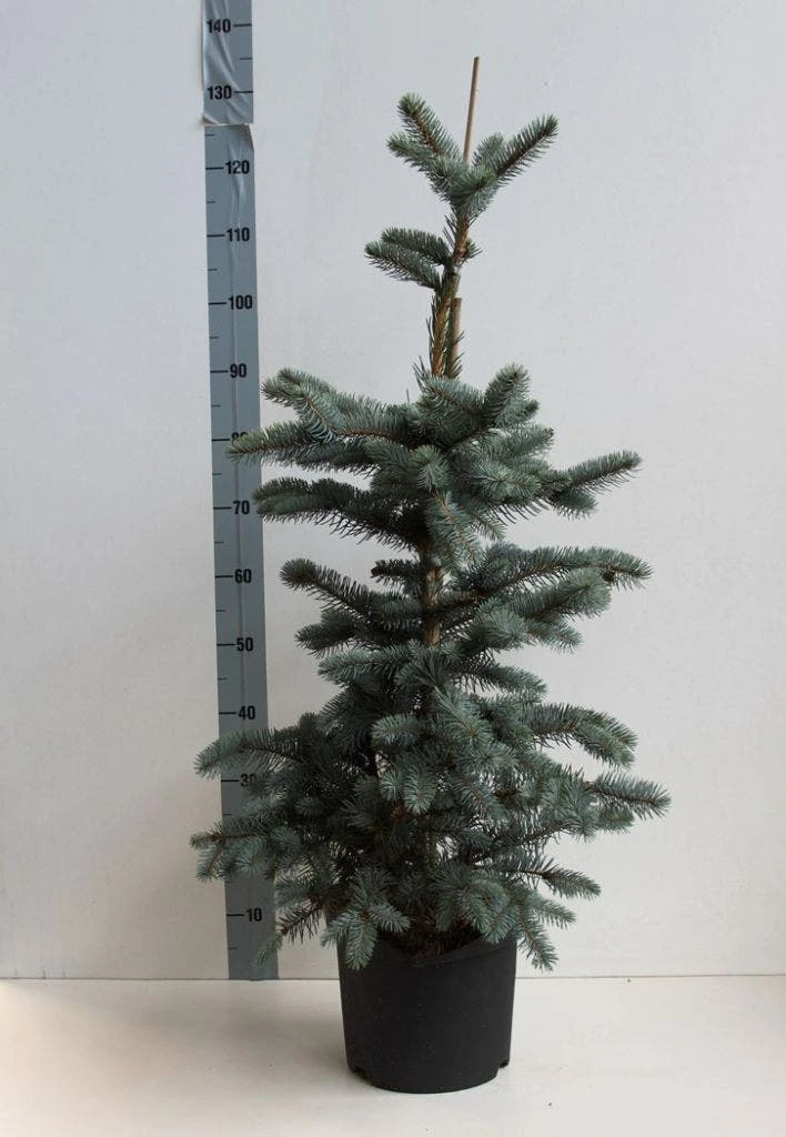 Spar (Picea Pungens 'Hoopsii') - Afbeelding 4