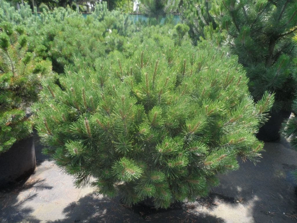 Bergden (Pinus Mugo Mughus) - Afbeelding 4