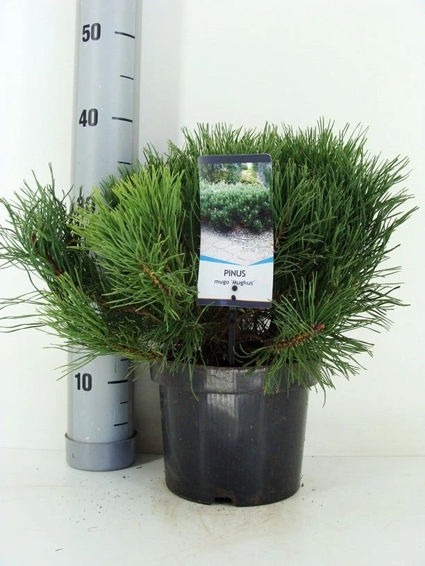 Bergden (Pinus Mugo Mughus) - Afbeelding 9