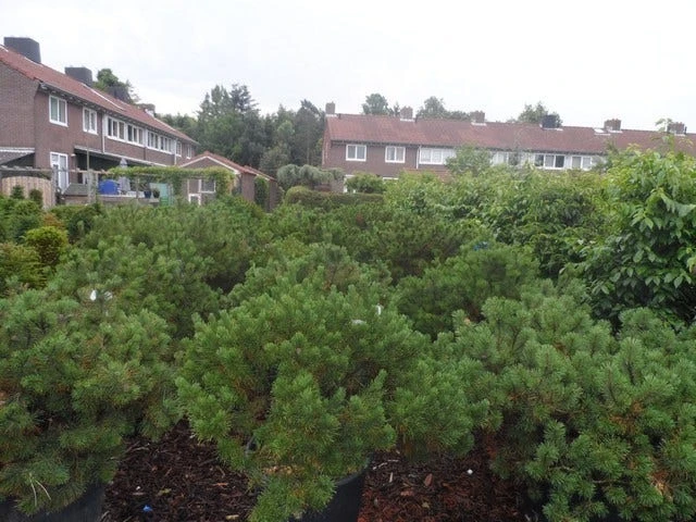 Bergden (Pinus Mugo Mughus) - Afbeelding 6