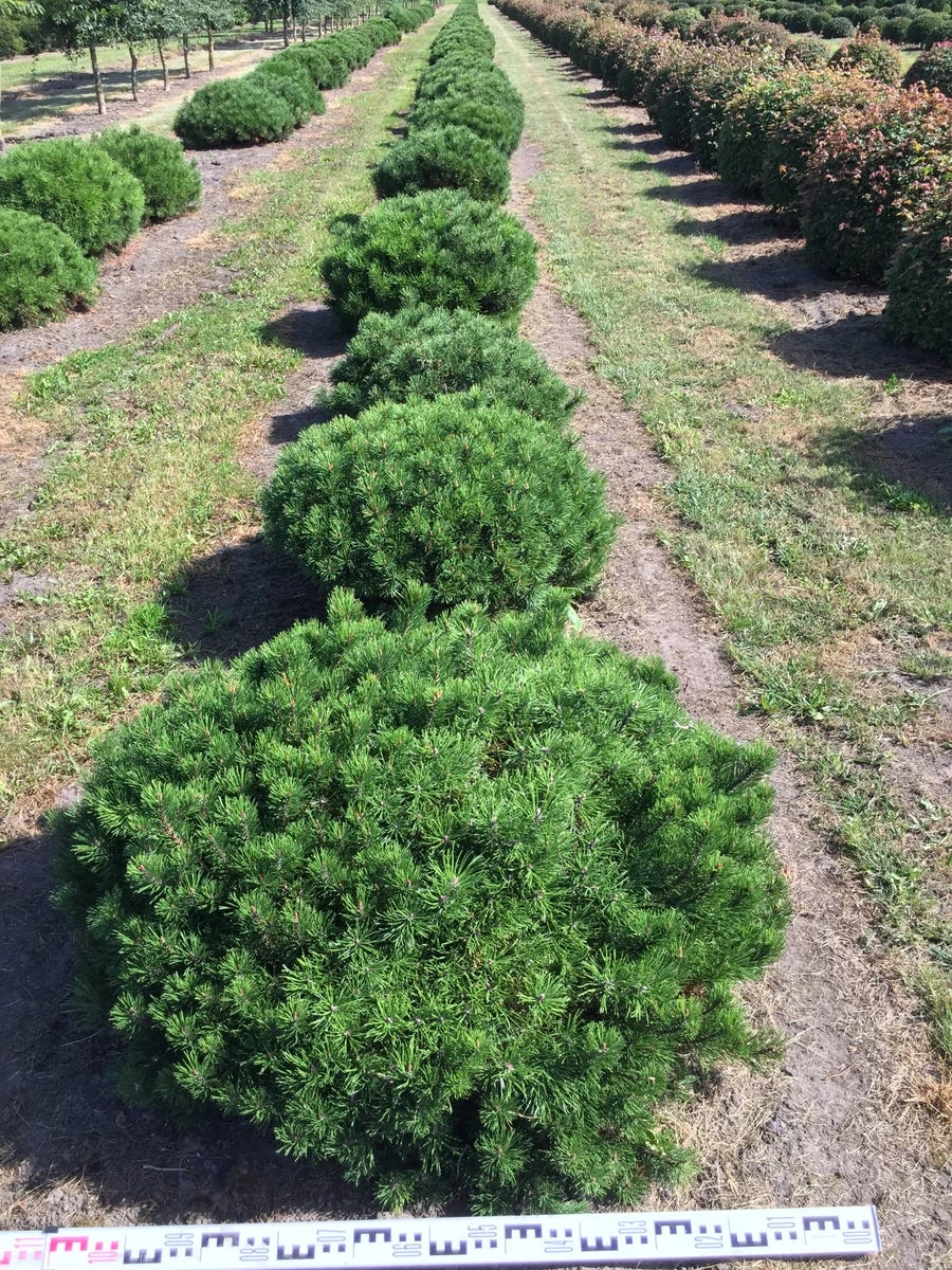 Bergden Als Bolvorm (Pinus Mugo 'Mugo') - Afbeelding 2
