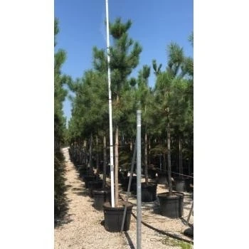 Oostenrijkse Den Als Boom (Pinus Nigra Nigra) - Afbeelding 10