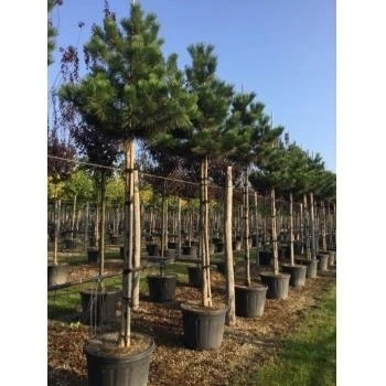 Oostenrijkse Den Als Boom (Pinus Nigra Nigra) - Afbeelding 12