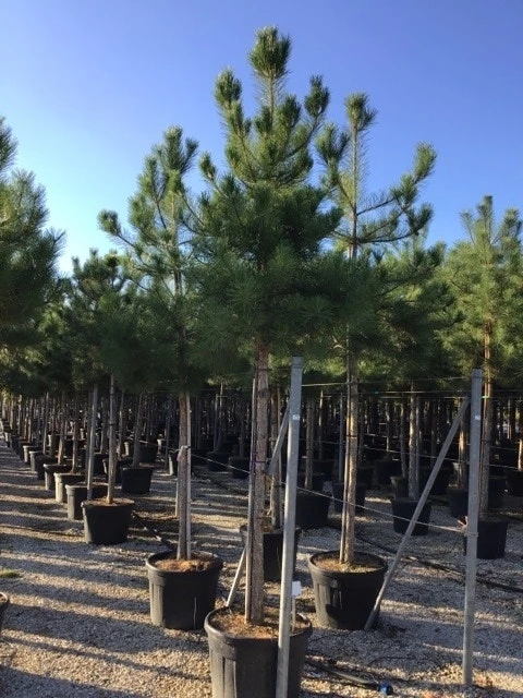 Oostenrijkse Den Als Boom (Pinus Nigra Nigra) - Afbeelding 19