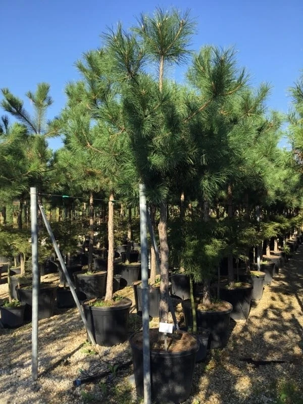 Oostenrijkse Den Als Boom (Pinus Nigra Nigra) - Afbeelding 4