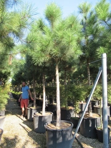 Oostenrijkse Den Als Boom (Pinus Nigra Nigra) - Afbeelding 13