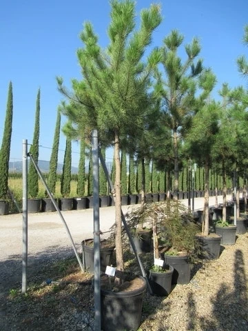 Oostenrijkse Den Als Boom (Pinus Nigra Nigra) - Afbeelding 14