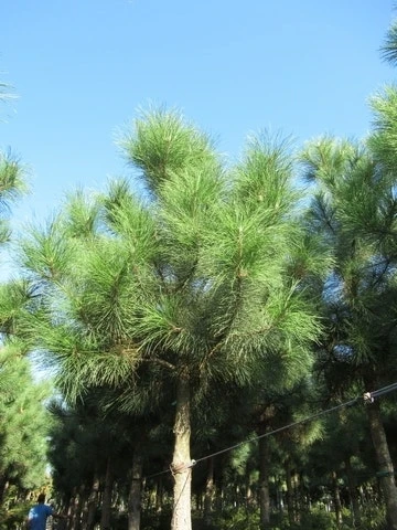 Oostenrijkse Den Als Boom (Pinus Nigra Nigra) - Afbeelding 7