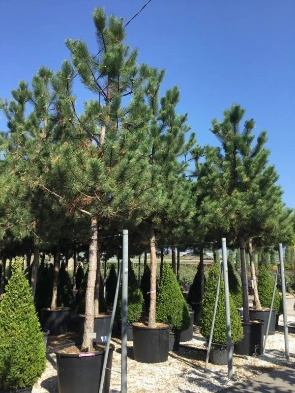 Oostenrijkse Den Als Boom (Pinus Nigra Nigra) - Afbeelding 18