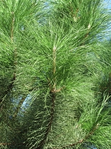 Oostenrijkse Den Als Boom (Pinus Nigra Nigra) - Afbeelding 8