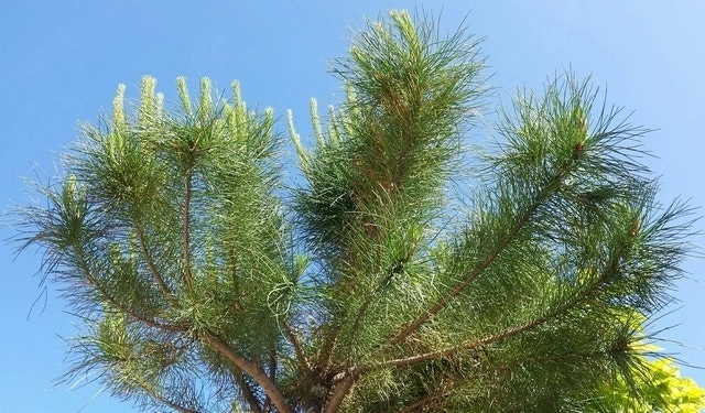 Parasolden (Pinus Pinea) - Afbeelding 6