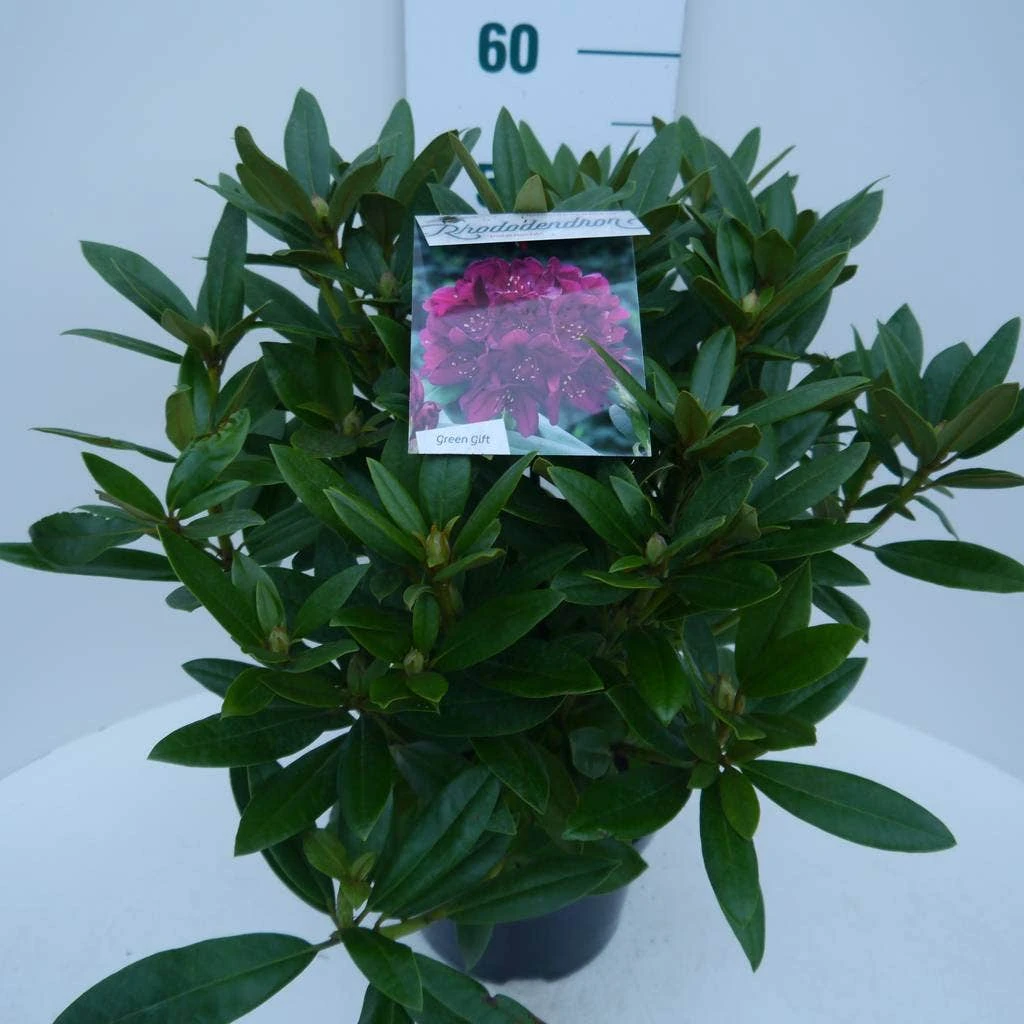 Rhododendron (Rhododendron 'Polarnacht') - Afbeelding 3