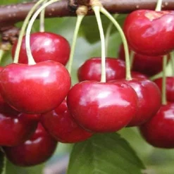 Kersenboom (Prunus Avium 'Regina')