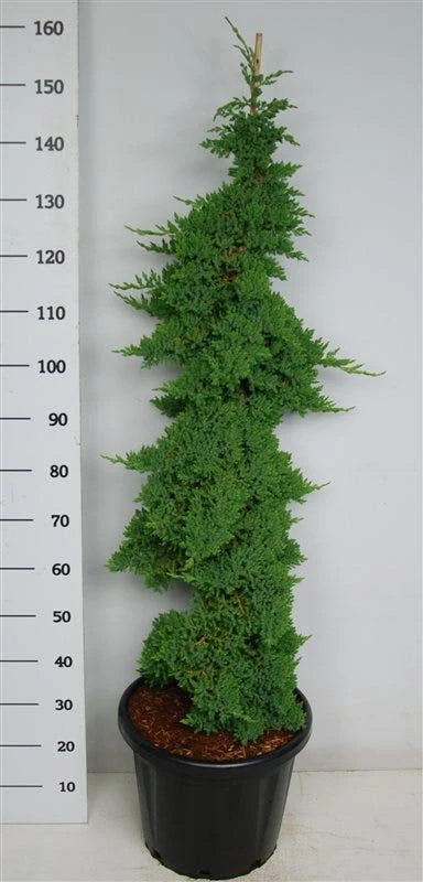 Jeneverbes (Juniperus Procumbens 'Nana') - Afbeelding 4