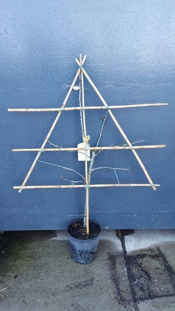 Lei-Pruim (Prunus Domestica 'Reine Claude' D'Oullins') - Afbeelding 2