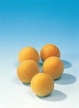 Pruimenboom (Prunus Domestica 'Mirabelle De Nancy') - Afbeelding 3