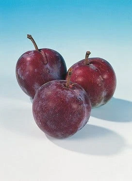 Pruimenboom (Prunus Domestica 'Opal') - Afbeelding 3