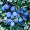 Lei-Pruim (Prunus Domestica 'Damson')