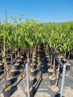 Abrikoos Als Halfstam (Prunus Armeniaca 'Antonio Errani')