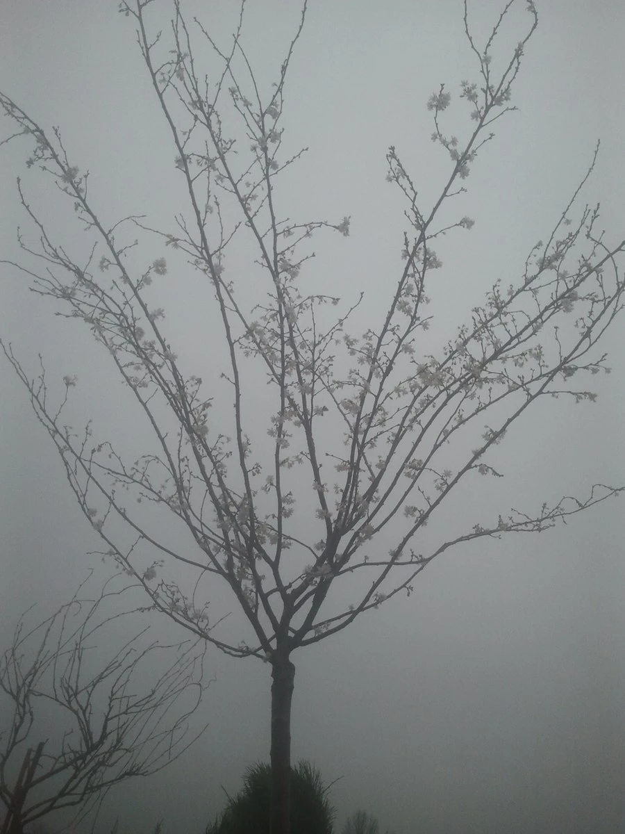 Japanse Sierkers (Prunus Subhirtella 'Autumnalis') - Afbeelding 3