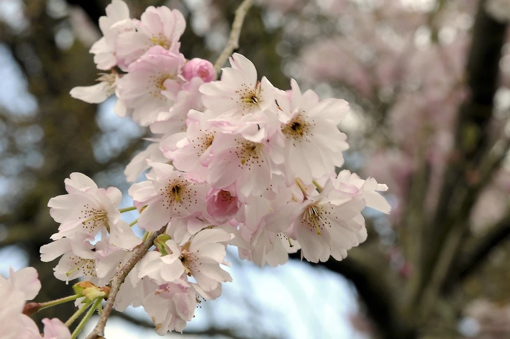 Japanse Sierkers (Prunus Subhirtella 'Autumnalis') - Afbeelding 2