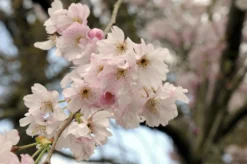 Roze Winterkers (Prunus Subhirtella 'Autumnalis Rosea')