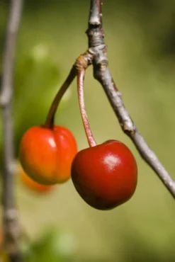 Morel (Prunus Cerasus 'Kelleris Nr. 16')
