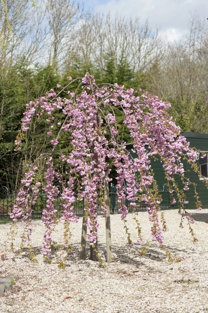 Japanse Treursierkers (Prunus Serrulata 'Kiku-shidare')