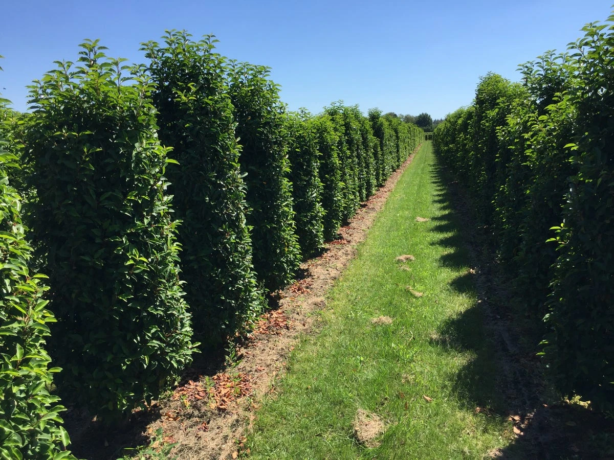 Grote Portugese Laurier (Prunus Lusitanica 'Angustifolia')