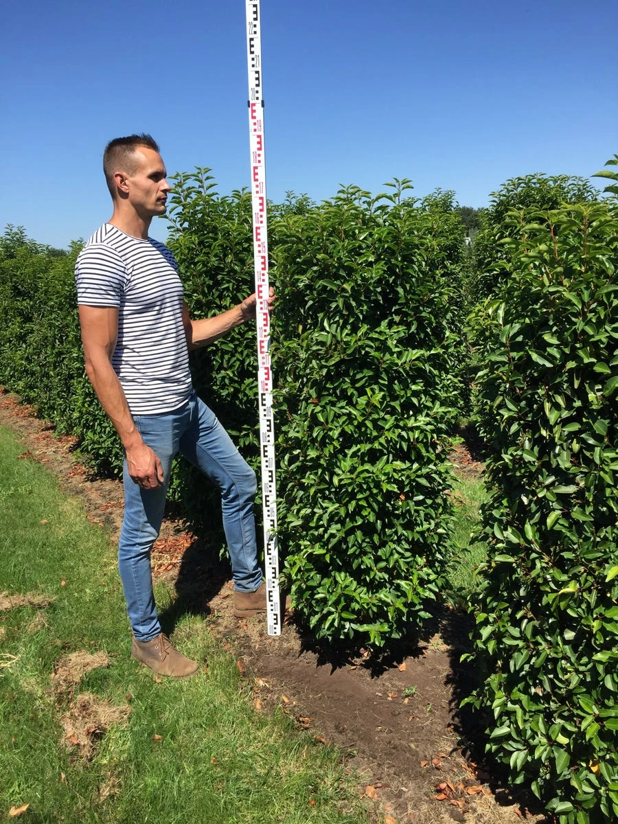 Grote Portugese Laurier (Prunus Lusitanica 'Angustifolia') - Afbeelding 2