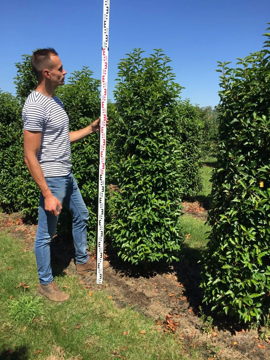 Grote Portugese Laurier (Prunus Lusitanica 'Angustifolia') - Afbeelding 3