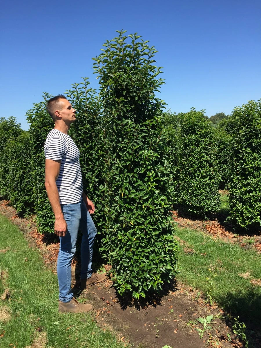 Grote Portugese Laurier (Prunus Lusitanica 'Angustifolia') - Afbeelding 4