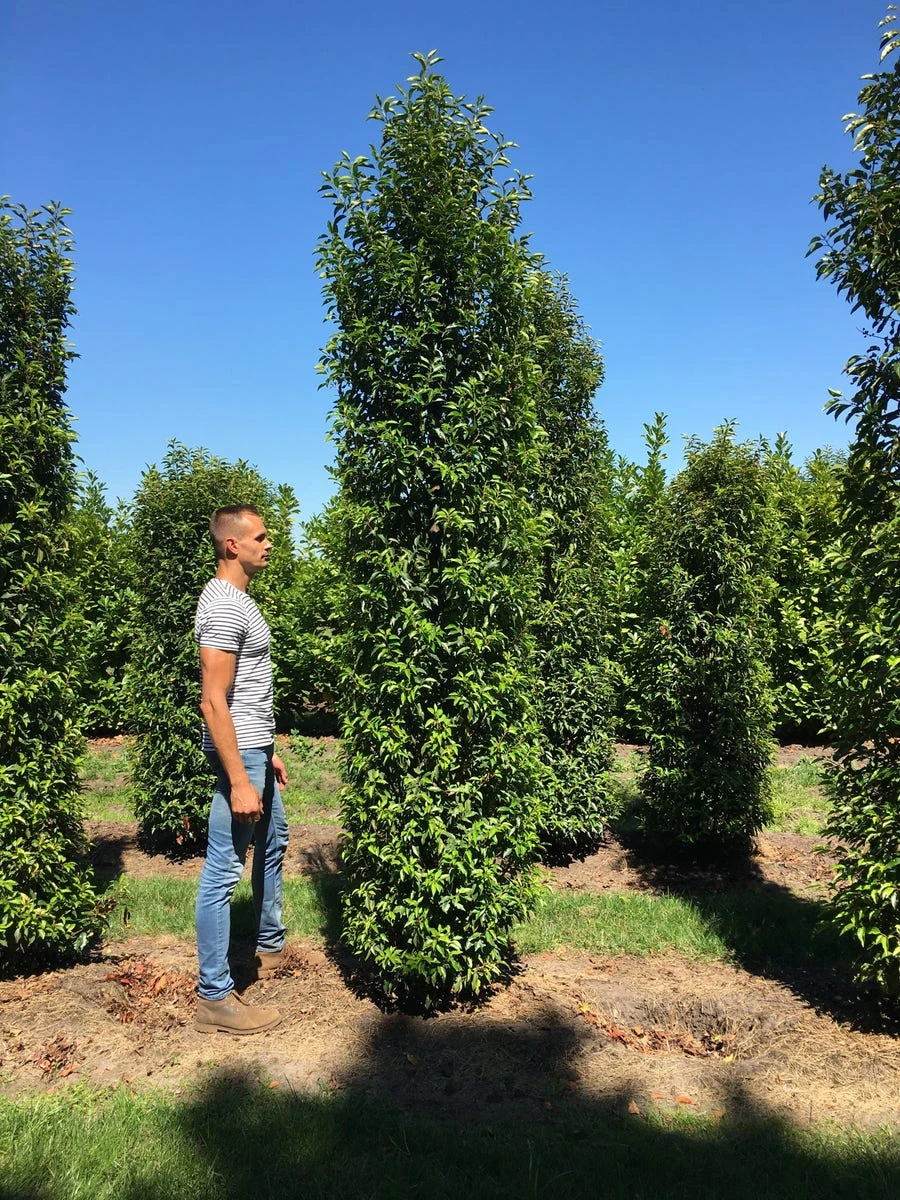 Grote Portugese Laurier (Prunus Lusitanica 'Angustifolia') - Afbeelding 7