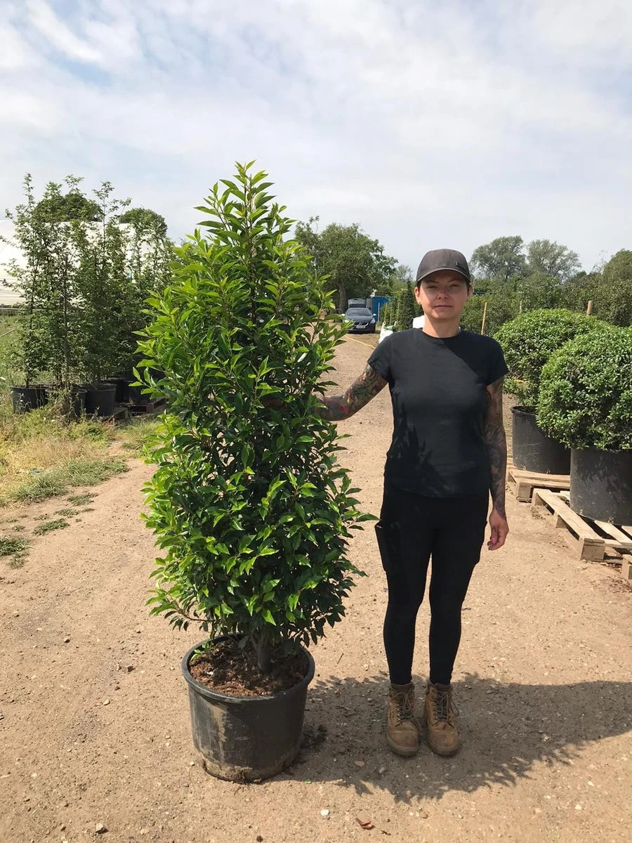 Grote Portugese Laurier (Prunus Lusitanica 'Angustifolia') - Afbeelding 8