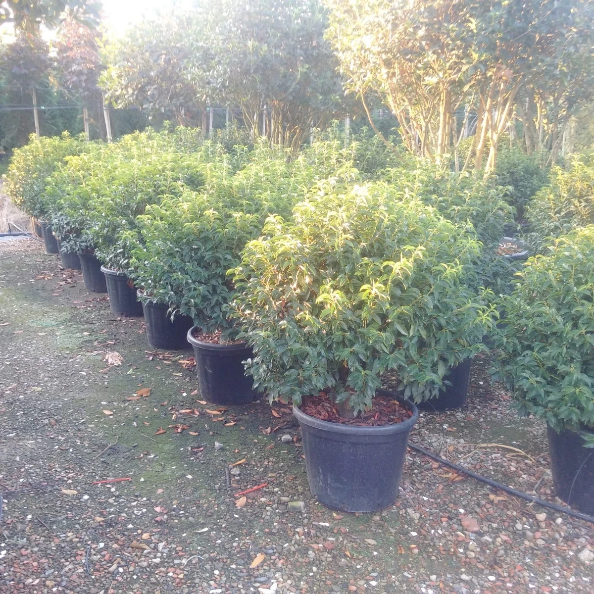 Portugese Laurier Als Bol (Prunus Lusitanica 'Angustifolia') - Afbeelding 3