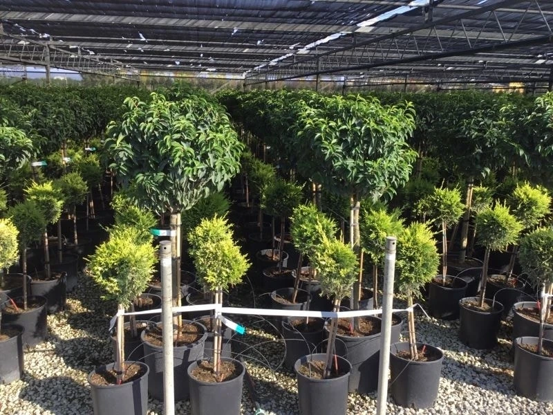 Portugese Laurier Op Stam (Prunus Lusitanica 'Angustifolia') - Afbeelding 6