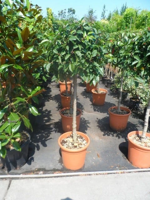 Portugese Laurier Als Boom (Prunus Lusitanica) - Afbeelding 4