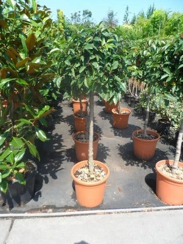 Portugese Laurier Als Boom (Prunus Lusitanica) - Afbeelding 2